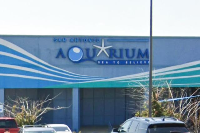 Texas Aquarium Defends Octopus After Boy, 6, Was Left Bruised — Claims Mother Leaned Him Over Barrier